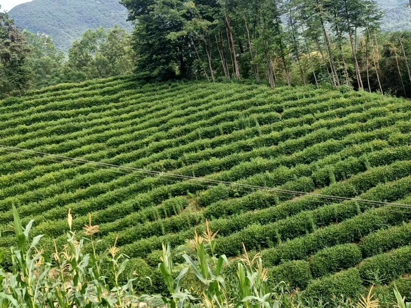 关于汉中第三批生态茶园风采——西乡篇的相关内容(4)