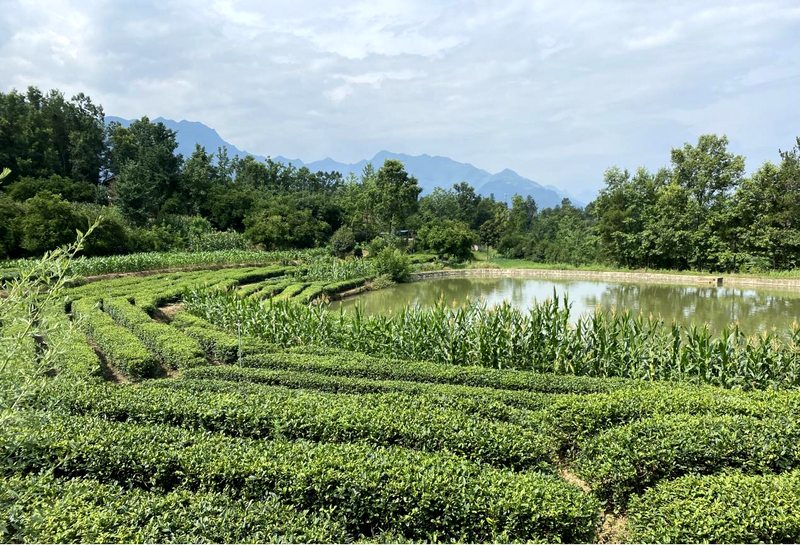 关于汉中第三批生态茶园风采——西乡篇的相关内容