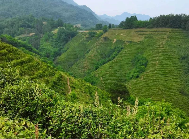 关于汉中第三批生态茶园风采——西乡篇的相关内容(6)