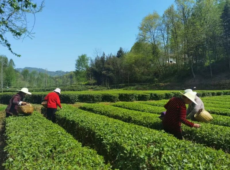 关于汉中第三批生态茶园风采——西乡篇的相关内容(1)