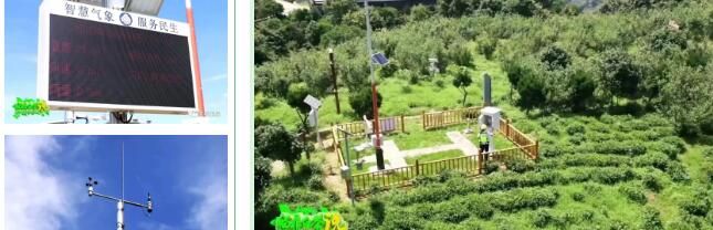 有关于福鼎：气象赋能 茶业发展 有“智”更有“质”的新闻(2)