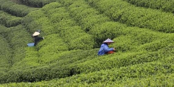 有关于福鼎：气象赋能 茶业发展 有“智”更有“质”的新闻(1)