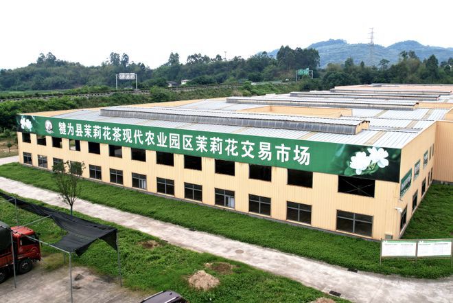 关于又一爆款俘获年轻消费者？茉莉花茶的消费新风尚的内容(4)