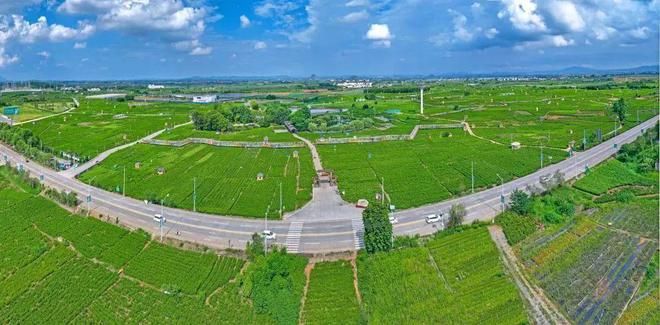 关于又一爆款俘获年轻消费者？茉莉花茶的消费新风尚的内容(3)