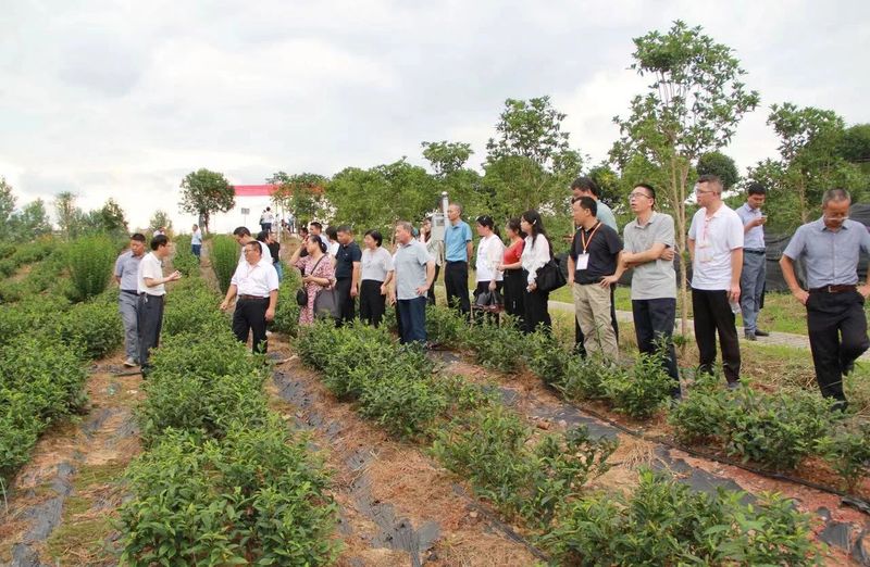 有关于茶树地方种质资源收集保护研讨与观摩会今日在黄山召开的信息(12)