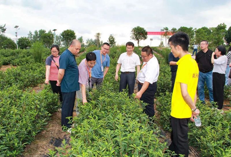 有关于茶树地方种质资源收集保护研讨与观摩会今日在黄山召开的信息(11)
