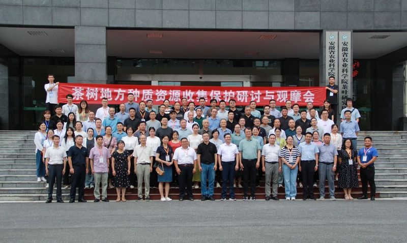 有关于茶树地方种质资源收集保护研讨与观摩会今日在黄山召开的信息