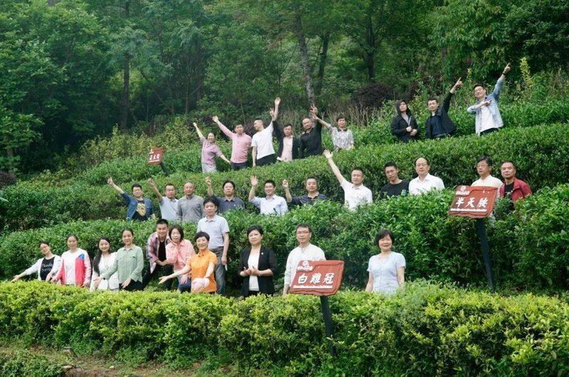 有关于枝叶总关情——“三茶”统筹下福建多地茶产业发展的最新消息(1)