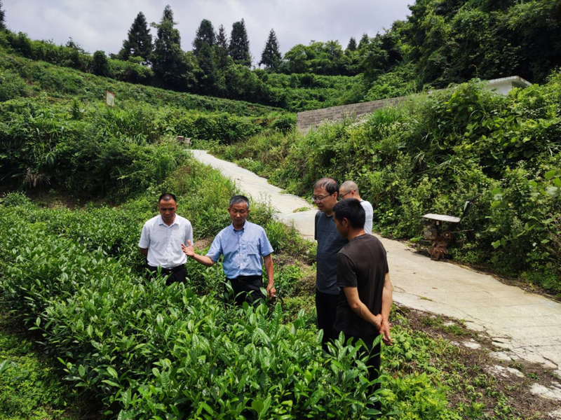 关于罗场乡：“取经”又“送宝” 双向交流促茶产业高质量发展的相关内容(1)