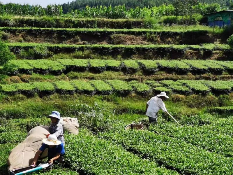有关于平昌县嘶峰村:一片茶叶成就亿元村的最新消息
