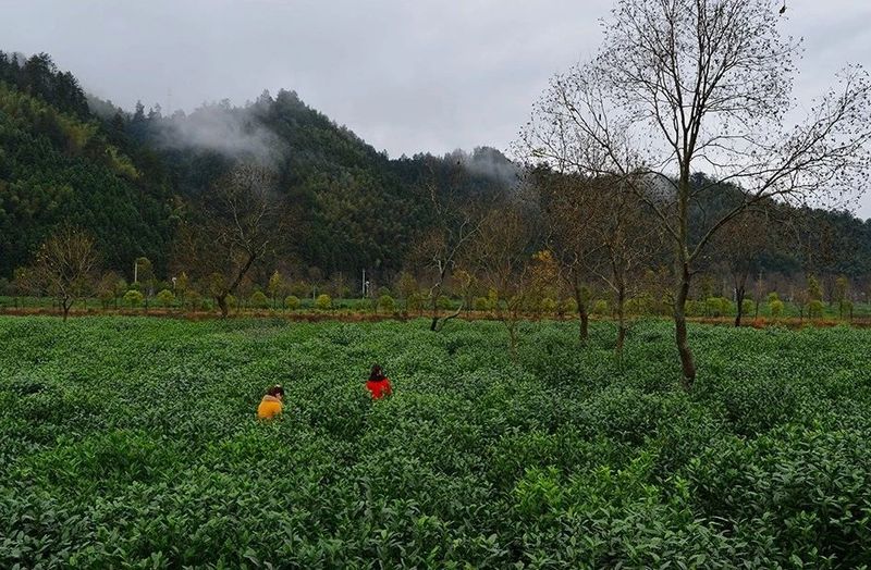 有关于茶旅线路，来安徽祁门，享祁红茶乡风情游的新闻(1)