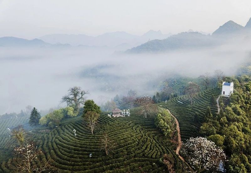 有关于茶旅线路，来安徽祁门，享祁红茶乡风情游的新闻(2)