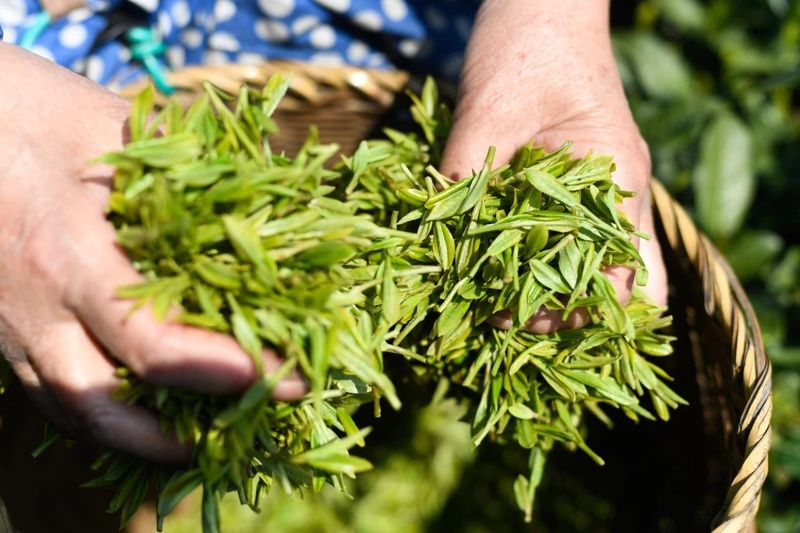 有关于茶业经济：全产业链视角下的茶叶生态产品价值如何实现？的最新消息(8)