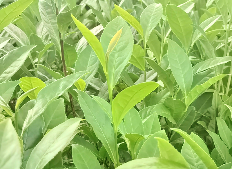 有关于湖南省茶业协会赴湘乡市开展茶产业发展调研的相关内容(7)