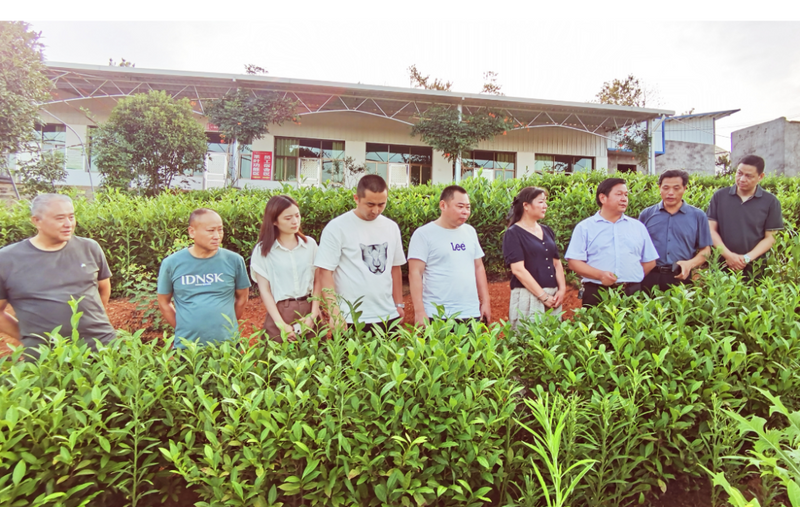 有关于湖南省茶业协会赴湘乡市开展茶产业发展调研的相关内容(1)