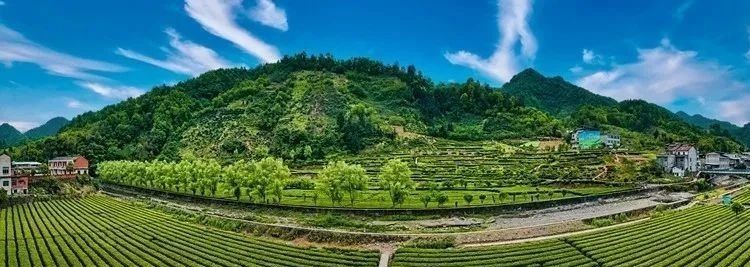 有关于安康上半年茶叶产量同比增长4.1%的相关信息