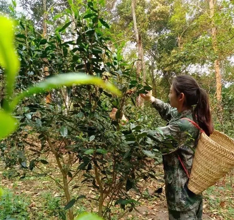 关于西双版纳苗旧村：做足“茶”文章 解锁产业振兴“密码”的最新消息(1)