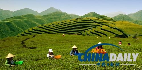 有关于以茶会友——政府的“闽茶”牌的内容(2)