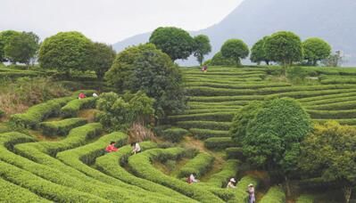 有关于广西昭平发展茶叶规模种植、提升科技含量、推动茶旅融合 一片叶子带富一方百姓的信息