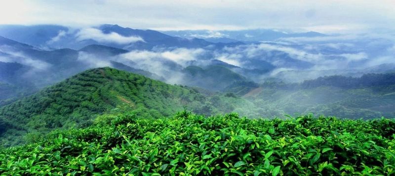 有关于“中国长寿之乡”“中国有机茶之乡”昭平县茶香之旅2日游的新闻(1)