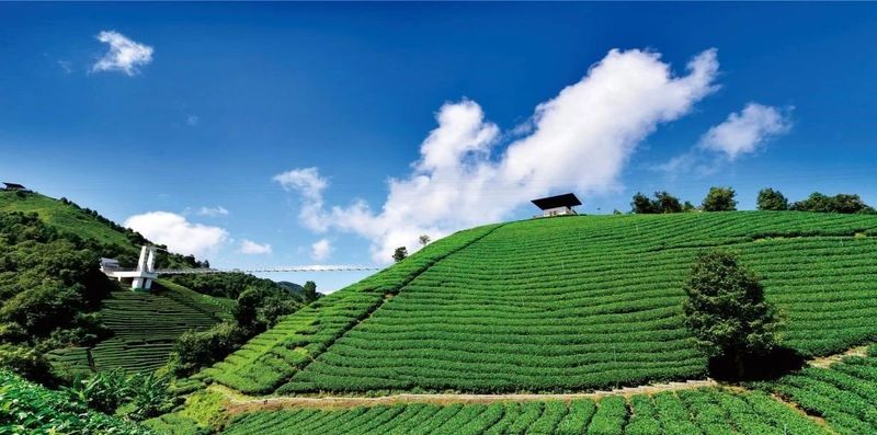 有关于“中国长寿之乡”“中国有机茶之乡”昭平县茶香之旅2日游的新闻