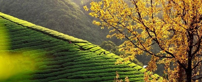 有关于“中国长寿之乡”“中国有机茶之乡”昭平县茶香之旅2日游的新闻(2)