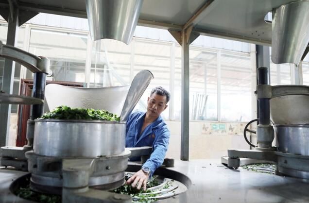 有关于永川：“红岩先锋”助推茶产业发展的相关信息