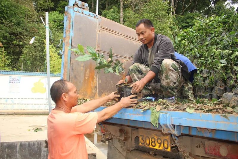 有关于小小茶苗暖人心 一枝一叶总是情——澜沧县文东乡为群众发放茶苗的相关信息(2)