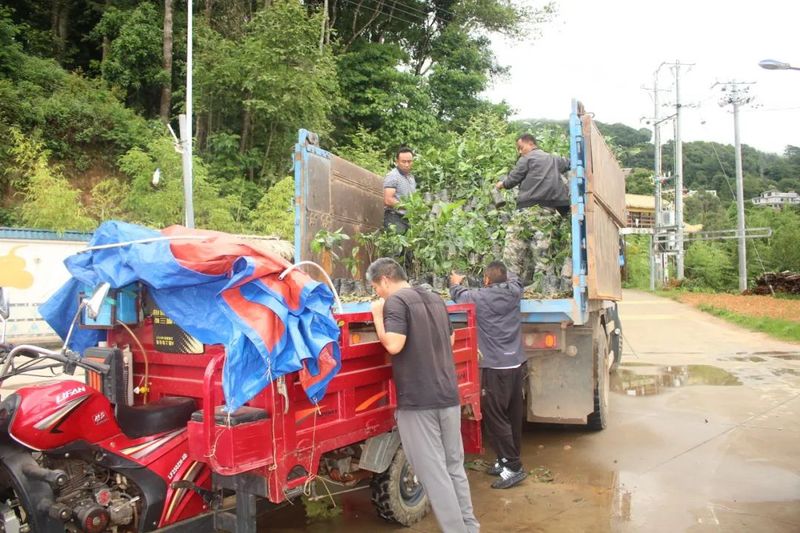 有关于小小茶苗暖人心 一枝一叶总是情——澜沧县文东乡为群众发放茶苗的相关信息(3)