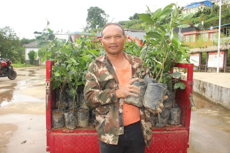 有关于小小茶苗暖人心 一枝一叶总是情——澜沧县文东乡为群众发放茶苗的相关信息(1)
