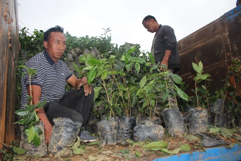 有关于小小茶苗暖人心 一枝一叶总是情——澜沧县文东乡为群众发放茶苗的相关信息