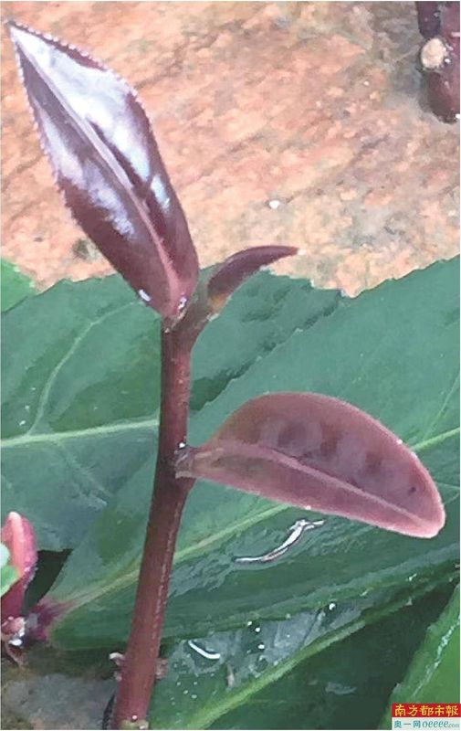 有关于茶香飘四方 叶小产业大 的消息(1)