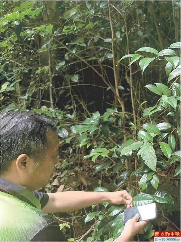 有关于茶香飘四方 叶小产业大 的消息
