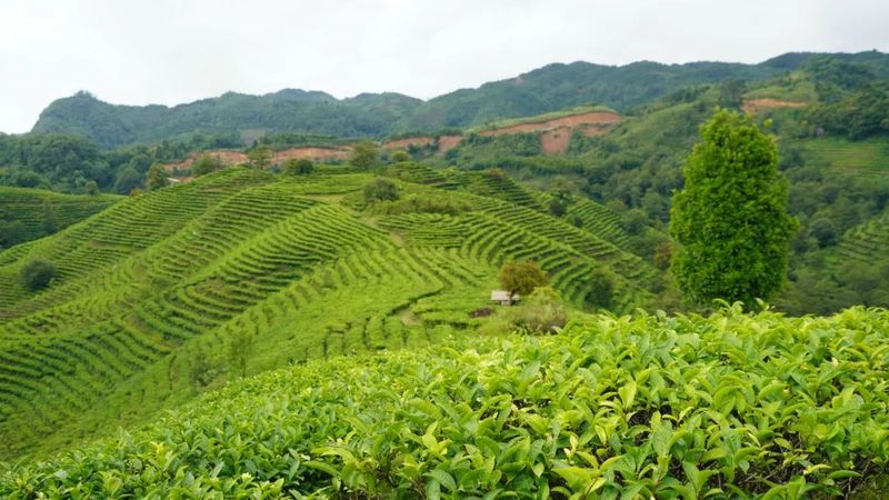 有关于中国海洋大学汪东风教授一行赴绿春县开展茶产业帮扶工作的相关信息(1)