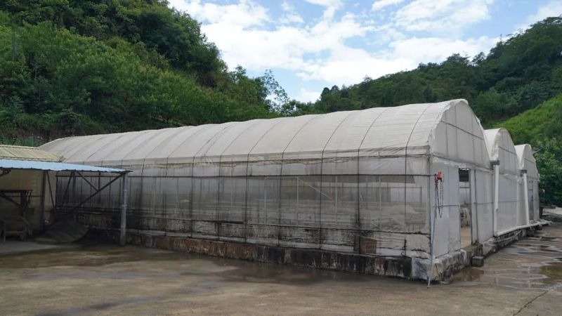 有关于中国海洋大学汪东风教授一行赴绿春县开展茶产业帮扶工作的相关信息(2)