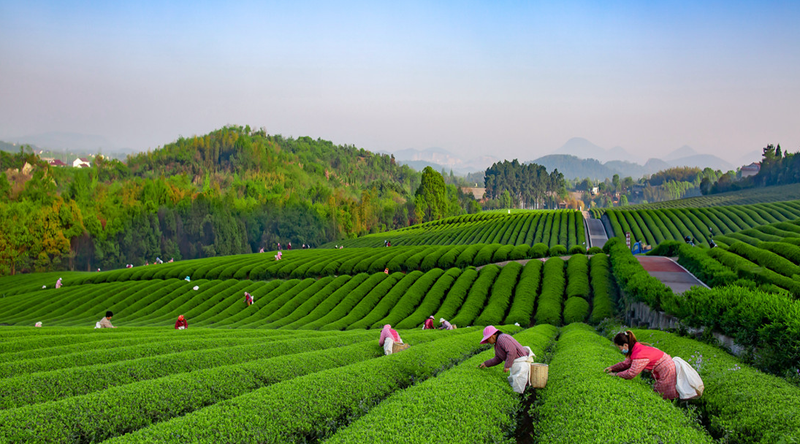 关于江苏宜兴：一品见山水、一叶载匠心、一茶观万千的内容(2)