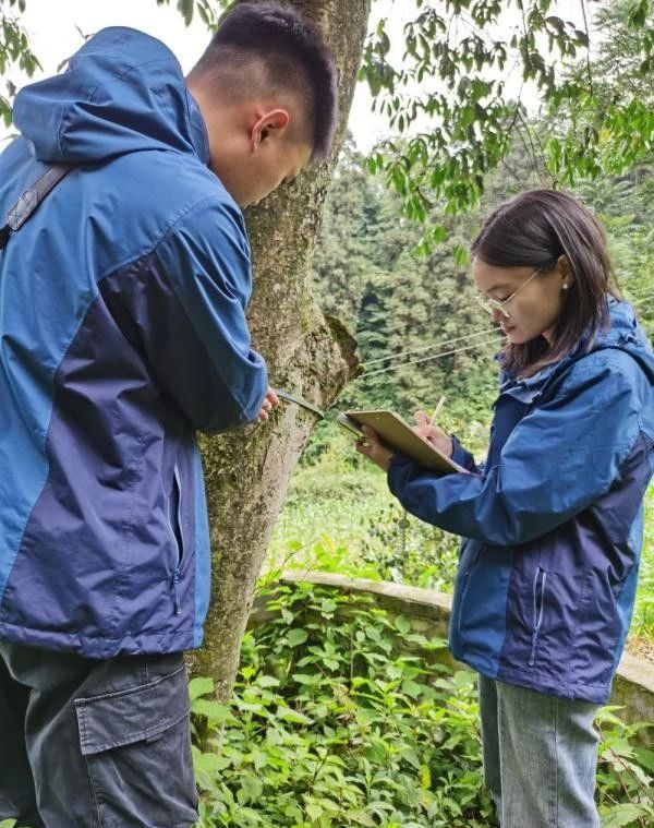 有关于12米！仁怀发现贵州最高野生古茶树的信息(1)