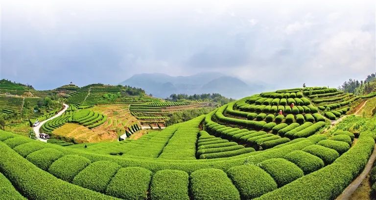 有关于柘荣：着力推动高山白茶产业高质量发展的资讯