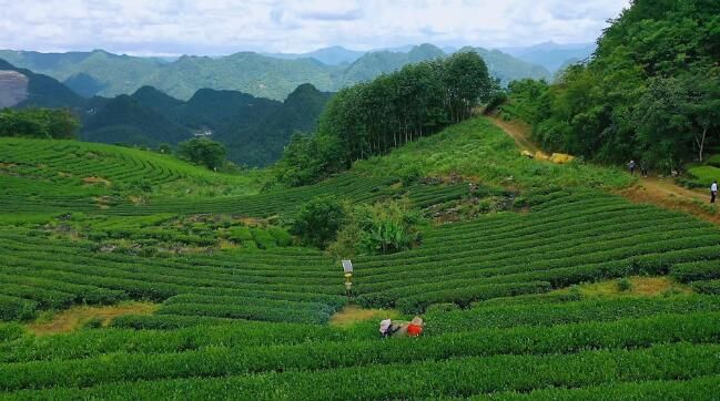 关于湖北鹤峰：夏茶正当时 茶农乐增收的相关信息