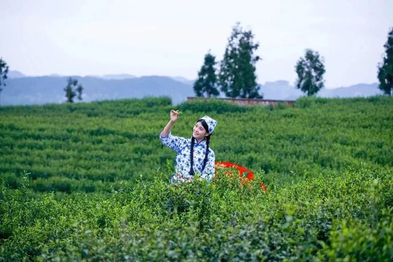 有关于建设旺苍茶叶现代农业园区 推动米仓山茶高质量发展的相关信息(7)