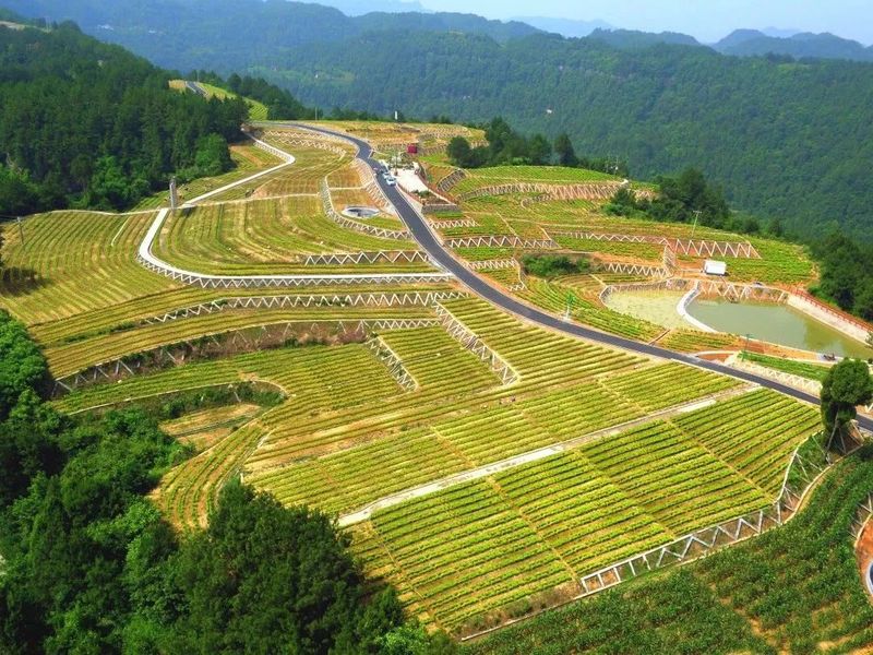 有关于建设旺苍茶叶现代农业园区 推动米仓山茶高质量发展的相关信息(1)