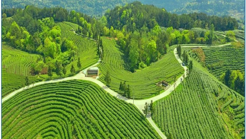 有关于建设旺苍茶叶现代农业园区 推动米仓山茶高质量发展的相关信息