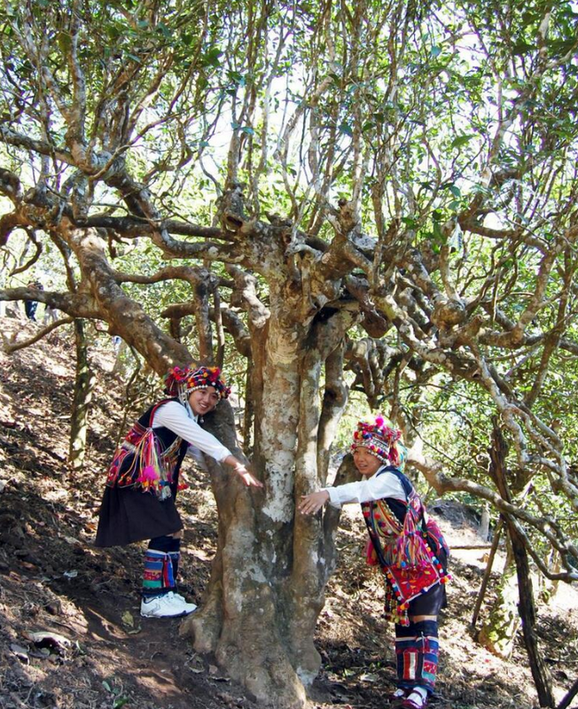 关于沪滇携手助力打造“勐海茶”产业名片的资讯(2)