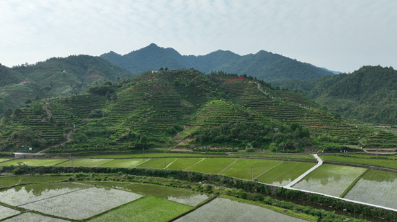 有关于上饶婺源：“茶科技”赋能茶产业提质增效的信息(2)