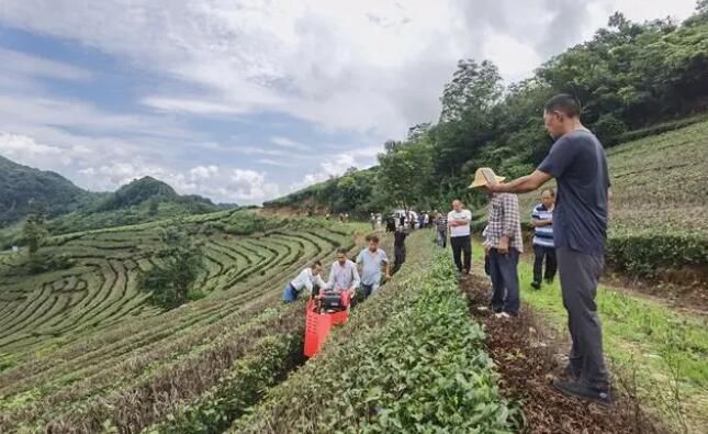 关于三圣乡召开茶园管理机械作业演示现场观摩会的内容(1)