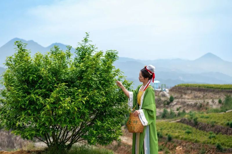 有关于黄茶基地“微改造 精提升” 打造特色农业乡村游的内容