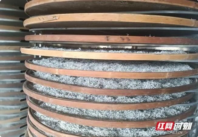 关于桑植县上河溪乡熊家坪村：盛夏莓茶采摘忙的新闻(1)