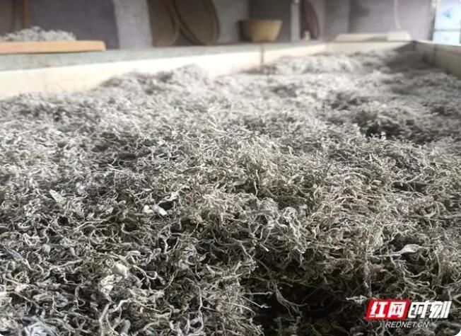 关于桑植县上河溪乡熊家坪村：盛夏莓茶采摘忙的新闻