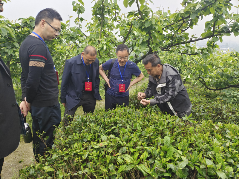 有关于前锋区人大常委会开展专题调研助力茶产业发展的相关内容(1)