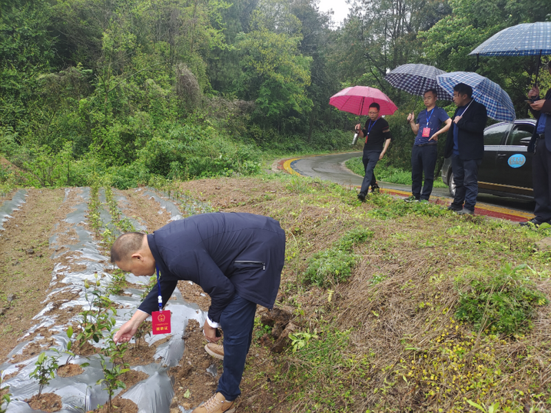 有关于前锋区人大常委会开展专题调研助力茶产业发展的相关内容